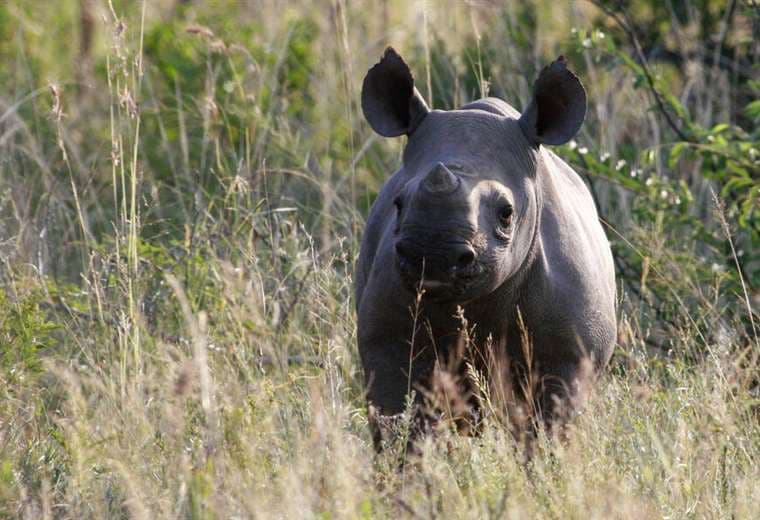 Un rinoceronte vuelve a la naturaleza tras brutal ataque de cazadores en Sudáfrica