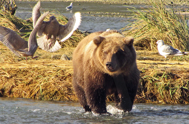 Alaska realiza un concurso para familiarizarse con los osos. Internet