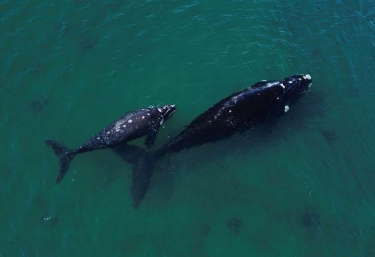 Ascienden a 30 las ballenas muertas en santuario de la Patagonia argentina
