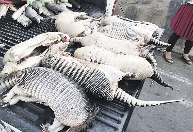 En un mercado en Cochabamba encontraron en una bolsa armadillos muertos 