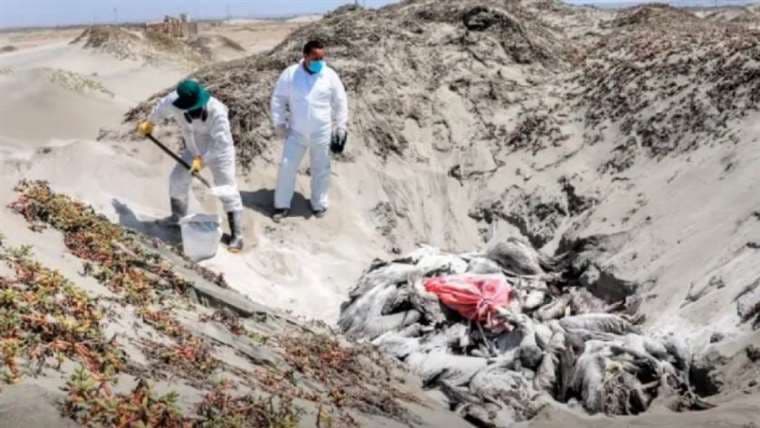 Pelicanos sepultados por influenza aviar en Perú