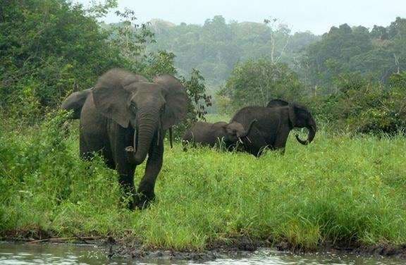 Un pequeño grupo de elefantes africanos. Foto por John Poulsen