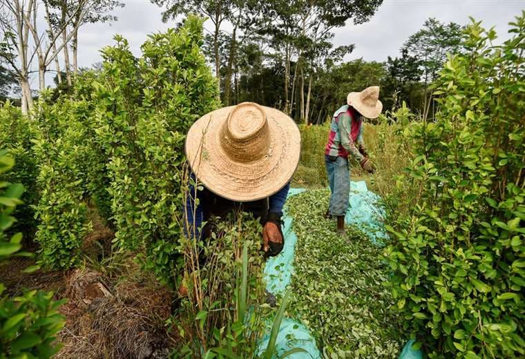 Colombia es uno de los principales países productores de coca. Foto. Internet 