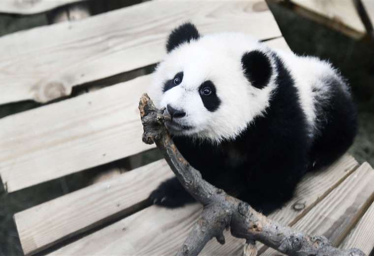 Panda gigante Fan Xing /Foto: AFP 