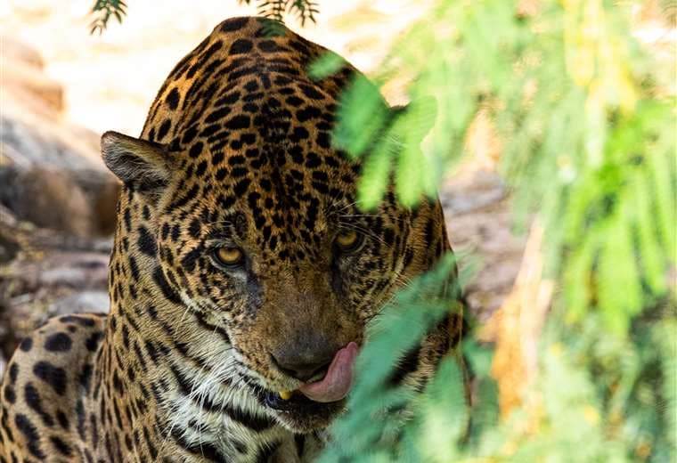 El Jaguar lucha por sobrevivir/ Foto: Jorge Ibáñez 