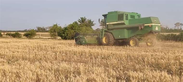 Anapo reporta la disminución de la producción de trigo a causa de la sequía