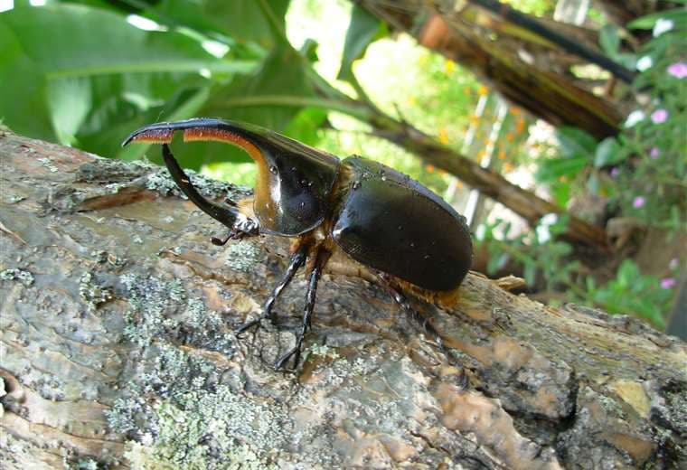Escarabajo rompe foco / Foto: Wordpress.com