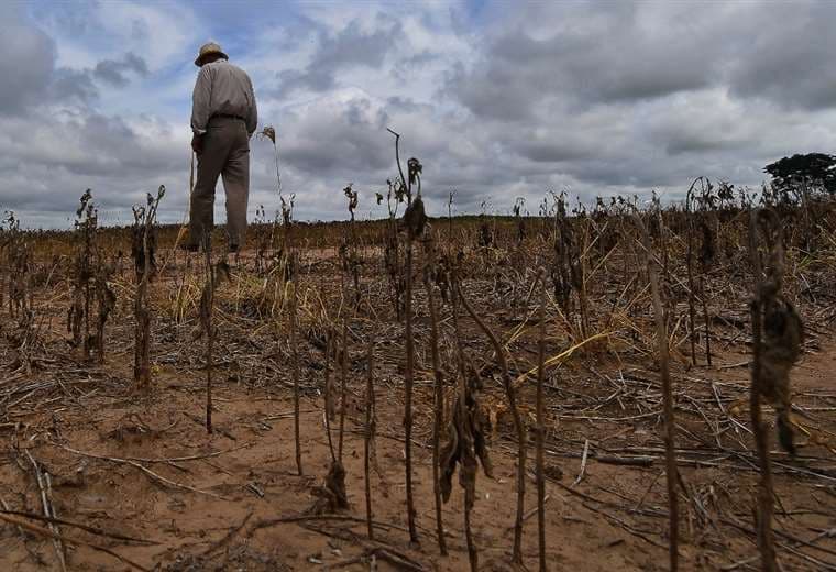 La sequía dejó cicatrices en cultivos de soya en la zona este