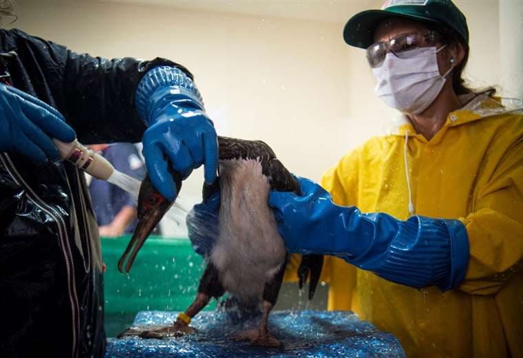 Pingüinos de Humboldt rescatados de derrame en Perú reciben esmerada atención