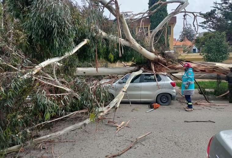 Un árbol cae en una avenida de La Paz I Mario Espinoza.