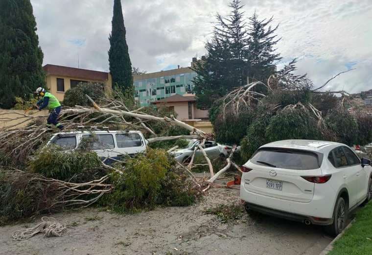 Un árbol cae en una avenida de La Paz I Mario Espinoza.