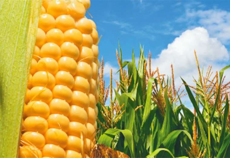 Cultivos de maíz. Foto: Archivo
