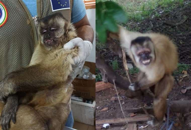 Mono capuchino rescatado del mascotismo 