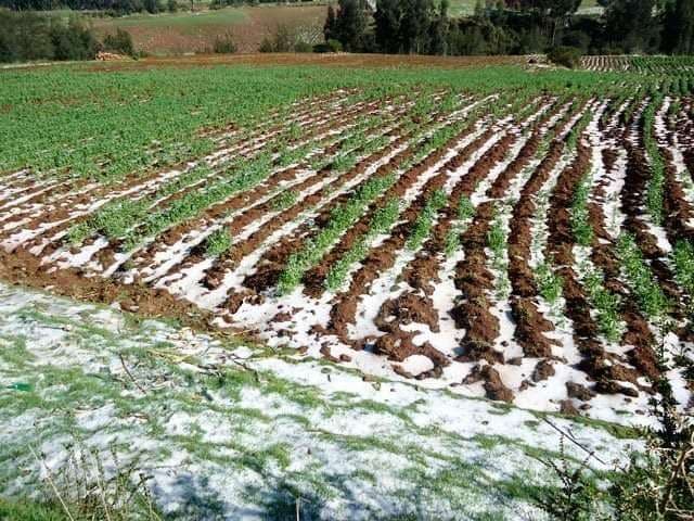 Los fenómenos climáticos afectaron a los cultivos /Foto: ABI