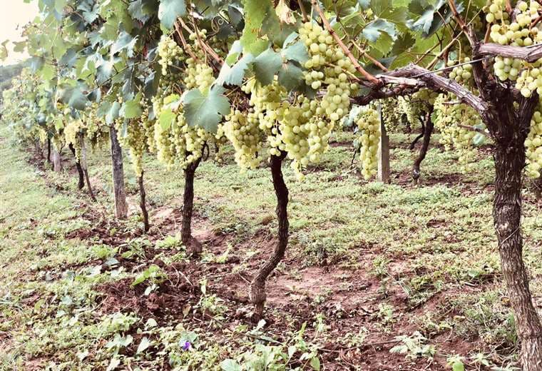 La producción de uva en los valles cruceños se dispara 