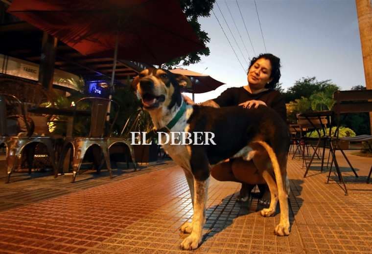 Freddo, el perrito callejero que encontró amor y cobijo en un local del Ventura Mall
