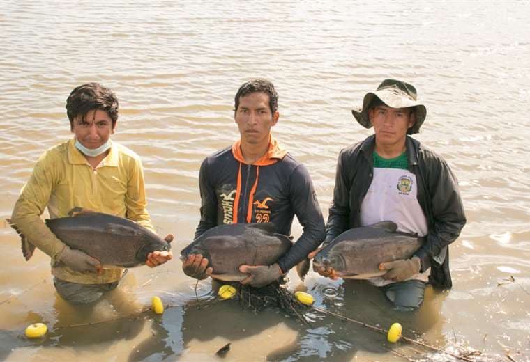 Gobierno busca aumentar producción de peces en el país/Foto: ABI