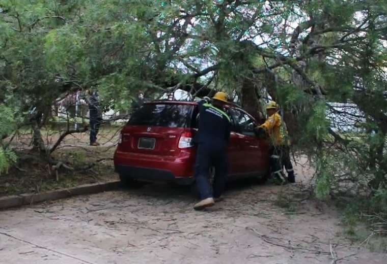 4 vehículos fueron afectados por la caída de árboles