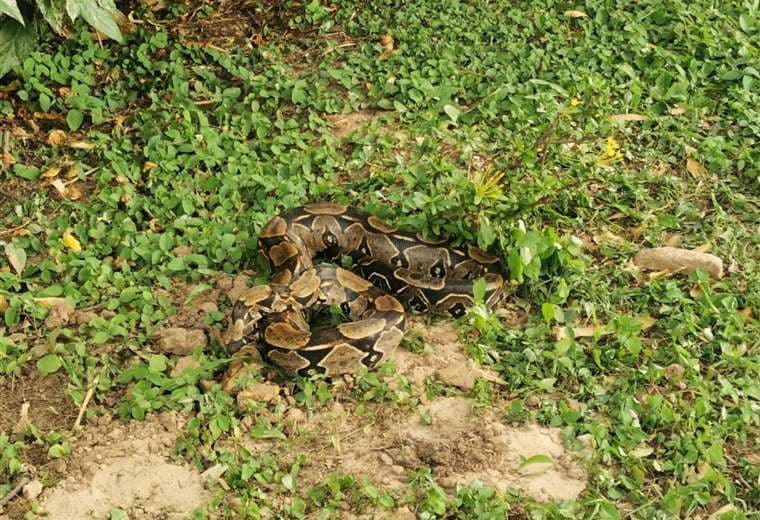 La serpiente fue encontrada en un eco resort en Warnes/ Foto: RRSS