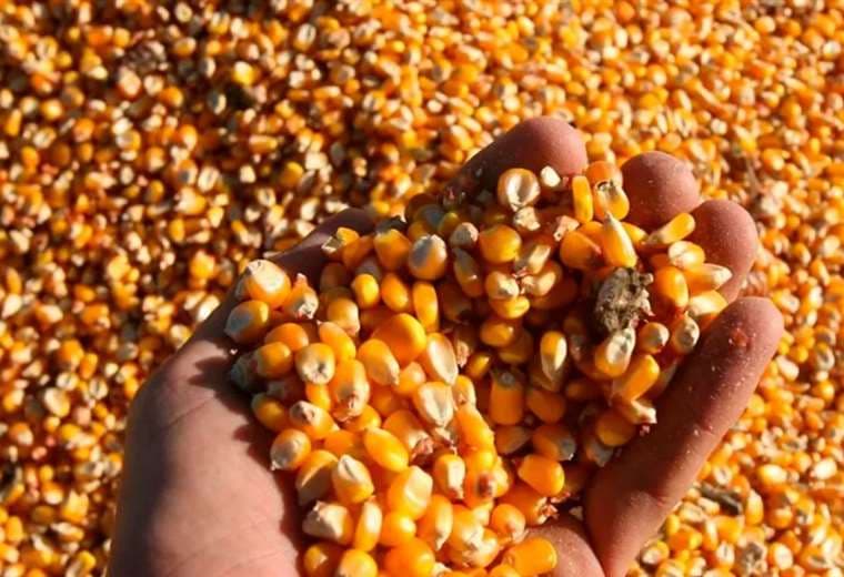 El maíz será subvencionado para el sector pecuario/Foto: Internet