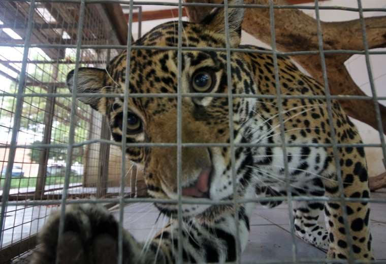 'Hernán', el jaguar que fue rescatado de las manos de un comerciante ilegal/ EL DEBER