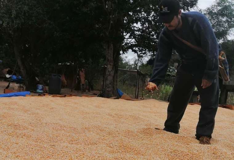 Productores, del sur de Santa Cruz, rescatan maíz para su consumo /Foto: JC Salinas