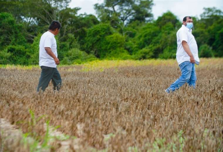 Impacto de la sequía en cultivos de soya. Foto: Anapo