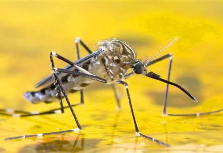 La fiebre amarilla se transmite por mosquitos infectados