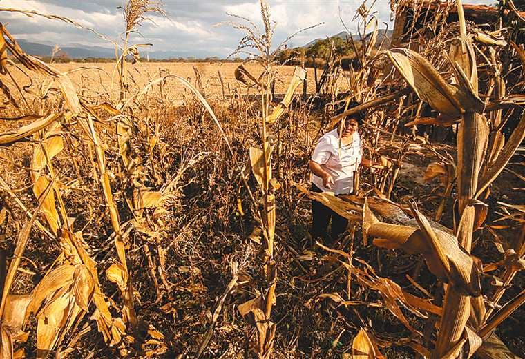 El agro registra efectos adversos en la producción de maíz y lo atribuye a la sequía