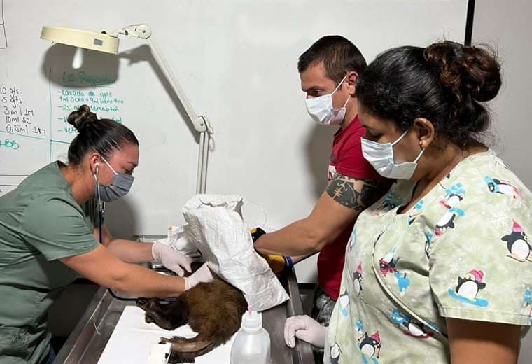 Mono capuchino maltratado fue rescatado en La Guardia