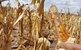 Según el agro, la sequía 'mató' varias miles de hectáreas de maíz en el Chaco cruceño 