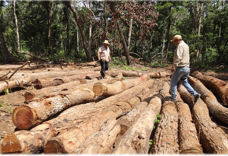 Las autoridades forestales intervinieron la madera. 