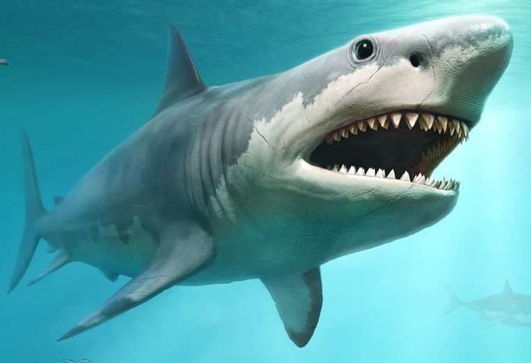 Megalodón: la razón por la que pudo extinguirse el tiburón más grande que jamás haya existido