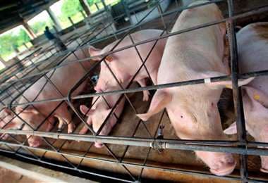 El sector porcicultor advierte el riesgo de cierre de granjas por falta de mañiz  