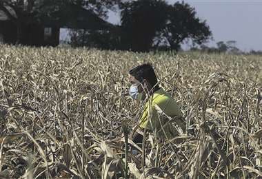 Según el agro, la sequía dejó efectos adversos en la producción maicera en el sur del país