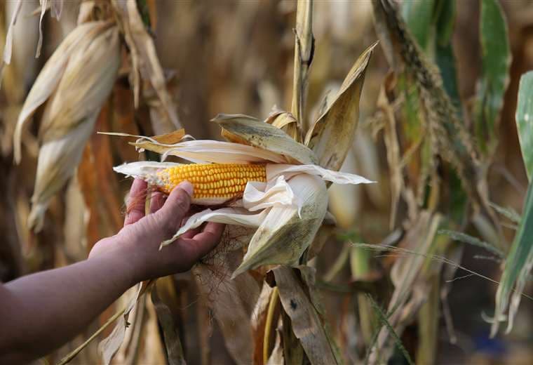 Productores dicen que producir maíz con híbridos convencionales no es rentable 