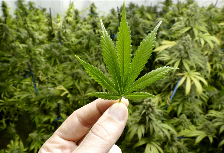 La importación de marihuana para uso medicinal es legal en Brasil. Foto. Internet 