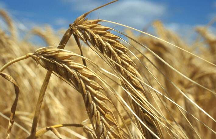 Cultivos de trigo. Foto: FAO