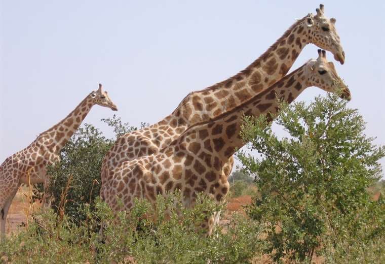 Un estudio revela curiosidades por el largo cuello de las jirafas