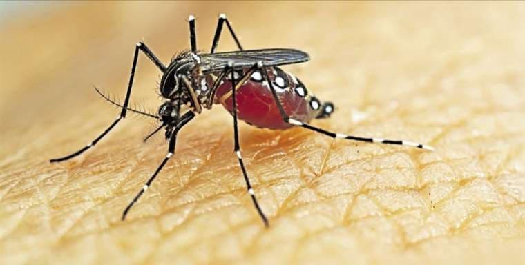 Más de un millón de muertes al año se atribuyen a enfermedades transmitidas por mosquitos