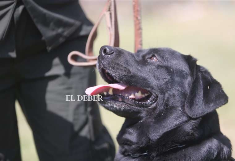 Kiara, la perra que evitó la explosión de un puente en Yapacaní