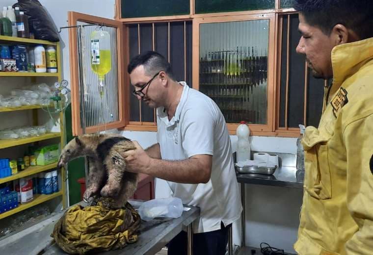 Oso hormiguero rescatado de un incendio forestal es atendido por veterinarios