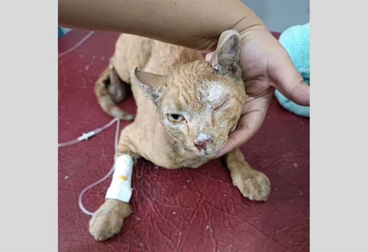Mutu se encuentra internado la veterinaria Vida Vital / Foto: Brandy Salazar