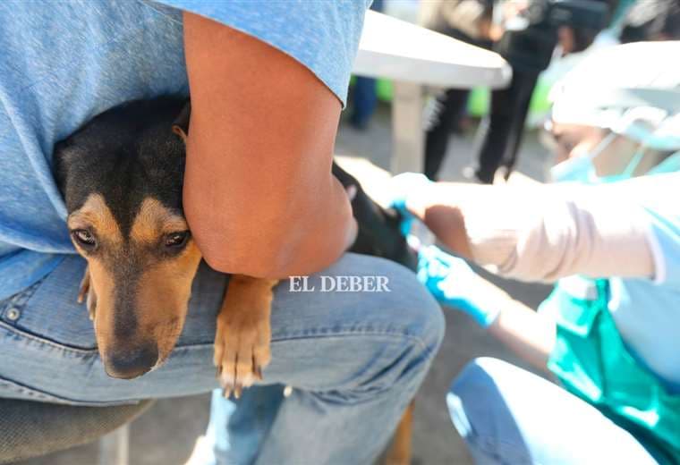 En Sucre reportan 21 casos de rabia canina; muy cerca del total registrado en 2022