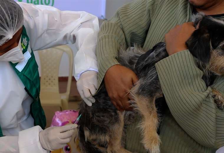 300.000 mascotas vacunadas, el saldo de la campaña contra la rabia en Santa Cruz