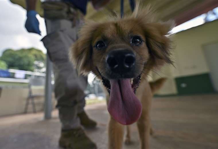 Milagros, la perra rescatada luego de cruzar el Atlántico en un contenedor /Foto: AFP