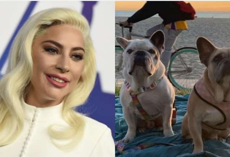 Perros de Lady Gaga
