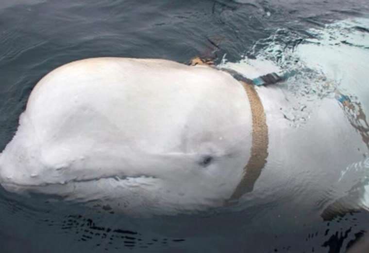 El delicado operativo de rescate de una ballena beluga perdida en el río Sena