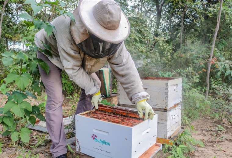 Trabajo de apicultores caseros protege el medio ambiente 