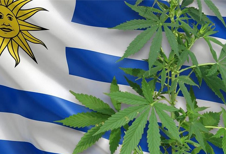 Uruguay despenalizó la venta del cannabis en 2013